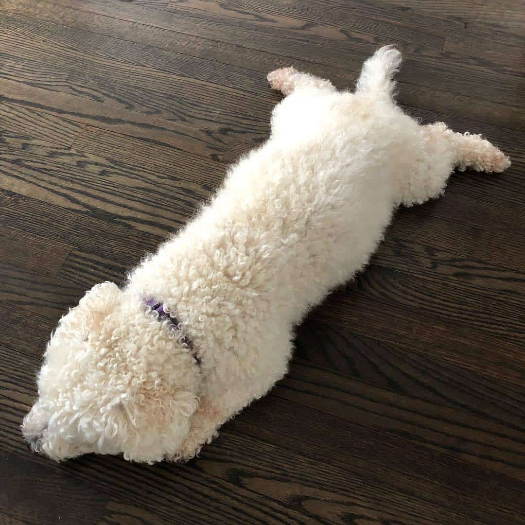 Bichon Poodle laying on a wooden floor at home