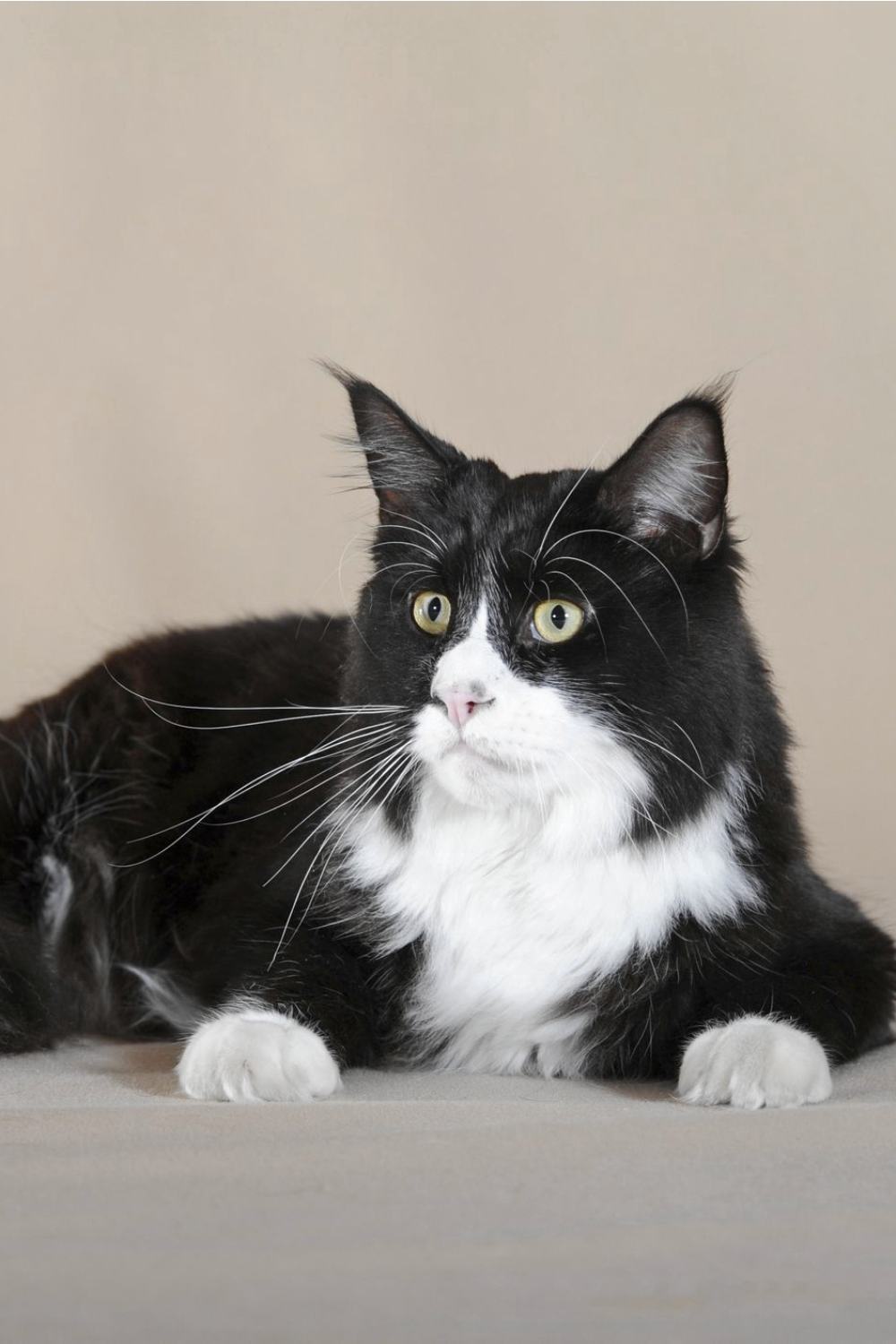 Black And White Maine Coon