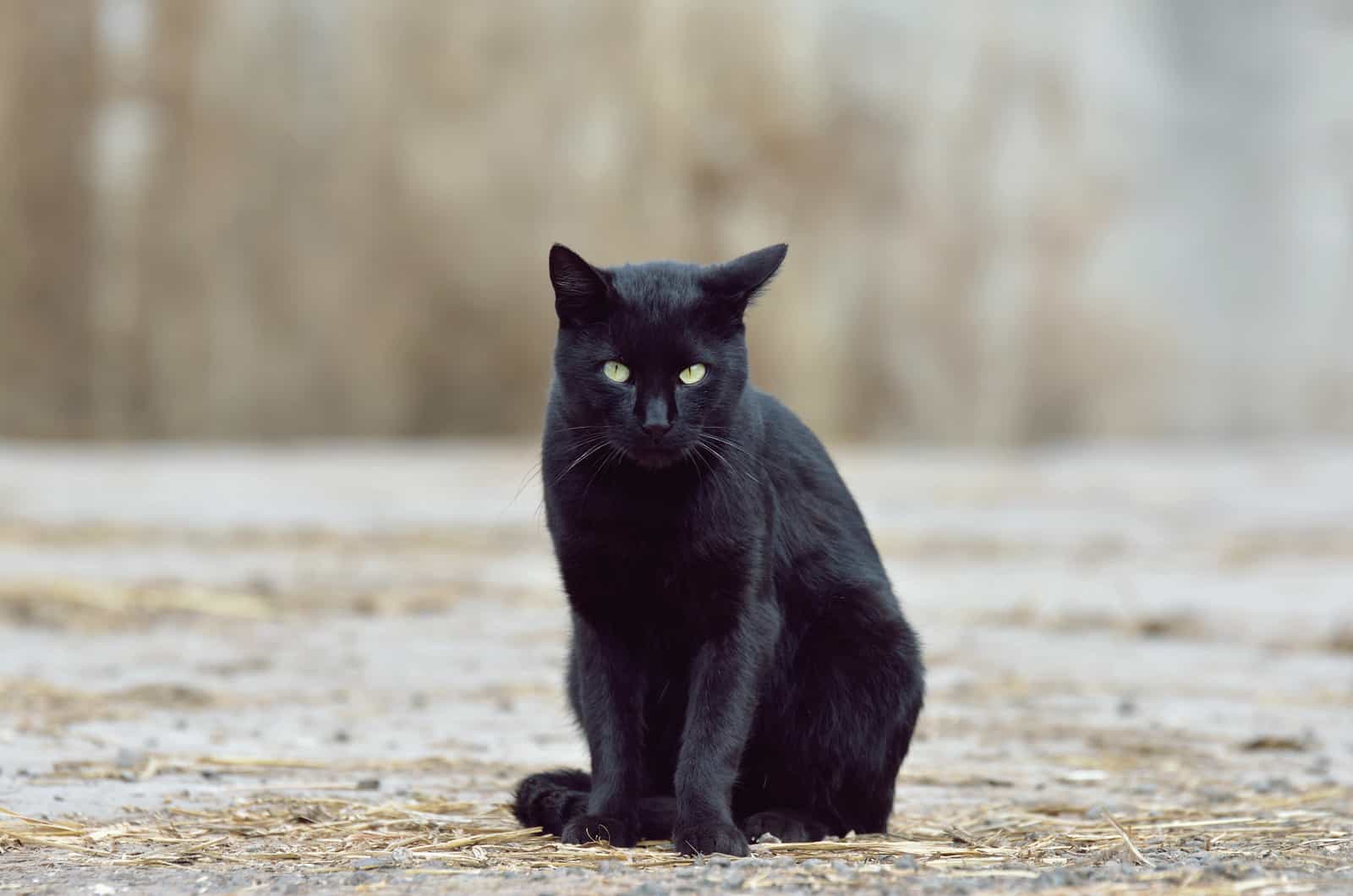 black cat sitting outside