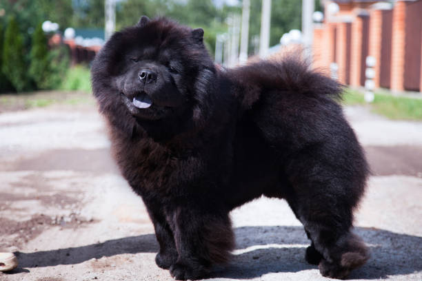 Black Chow Chow