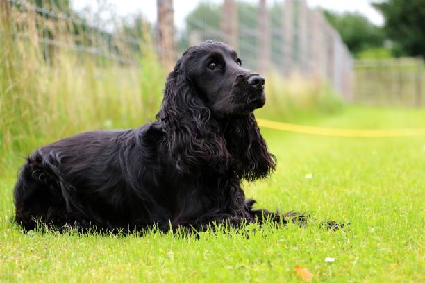 Black Cocker Spaniel In Garden