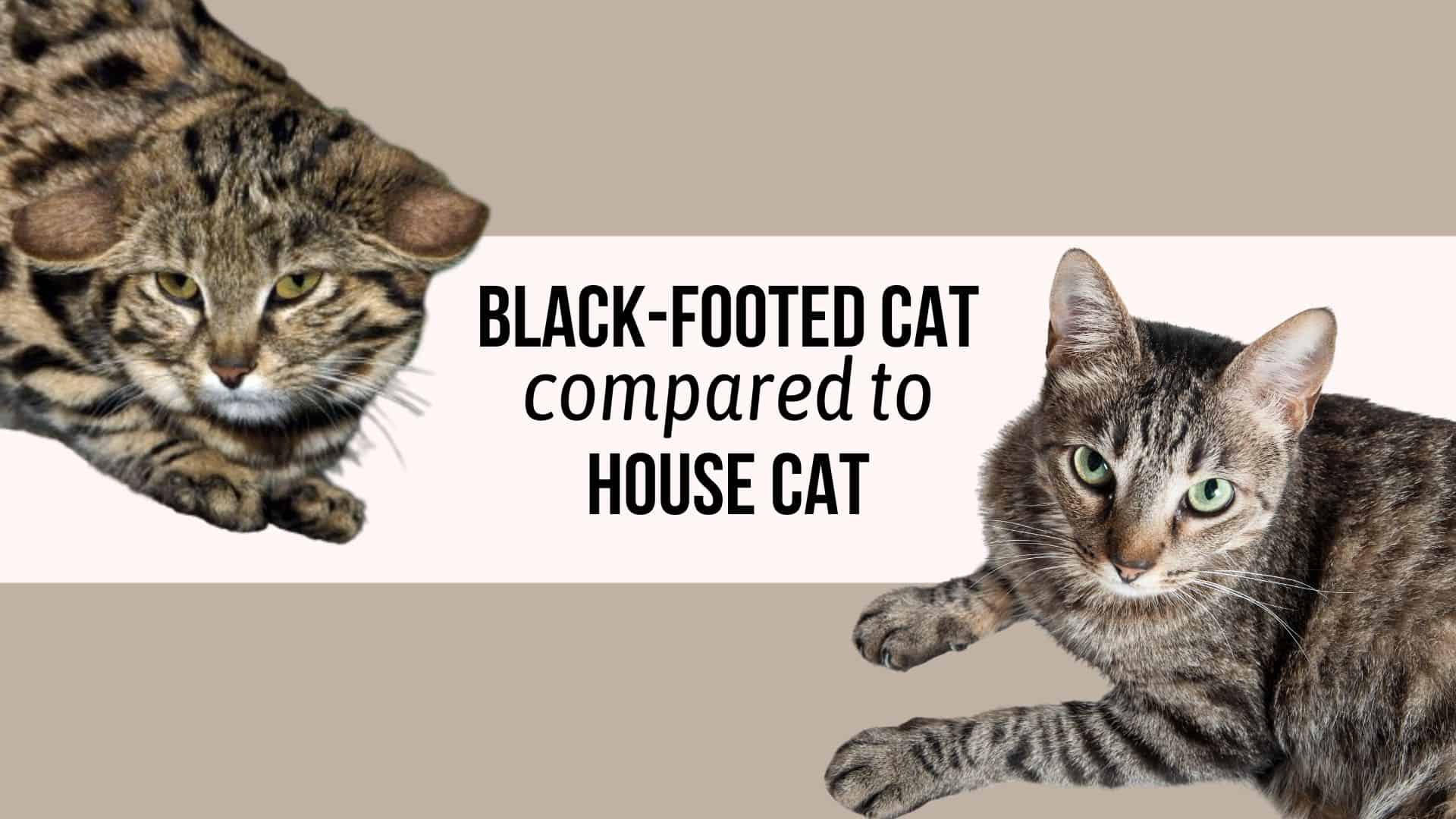 black-footed and house cat comparison