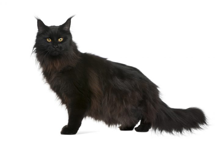 Black Maine Coon