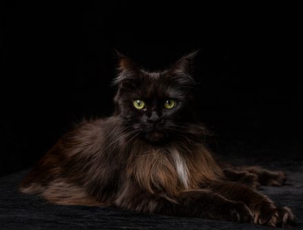 Black Maine Coon