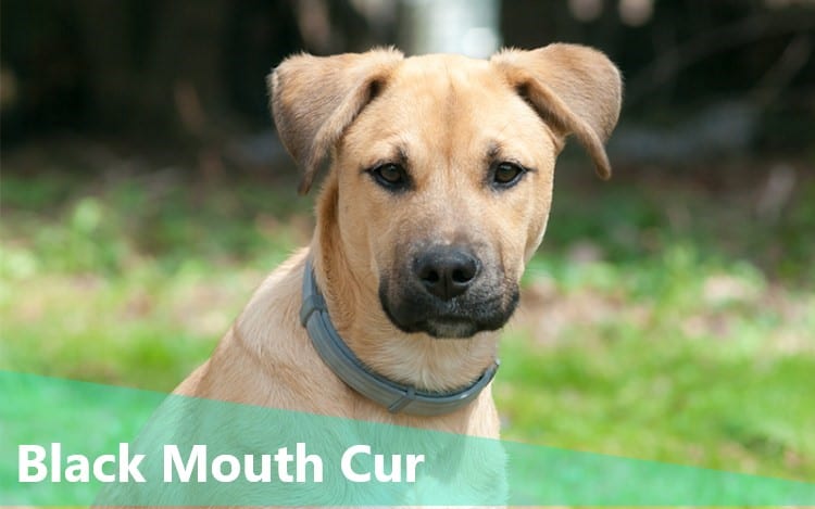 Black Mouth Cur