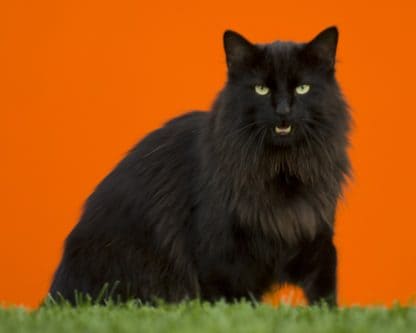 Black Maine Coon