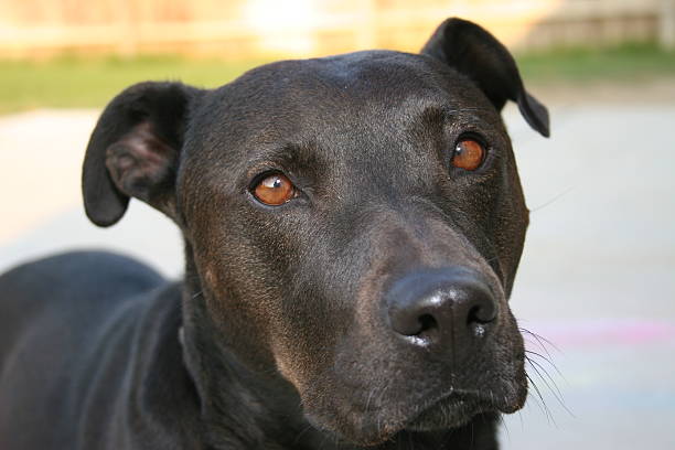 Black Pitbull