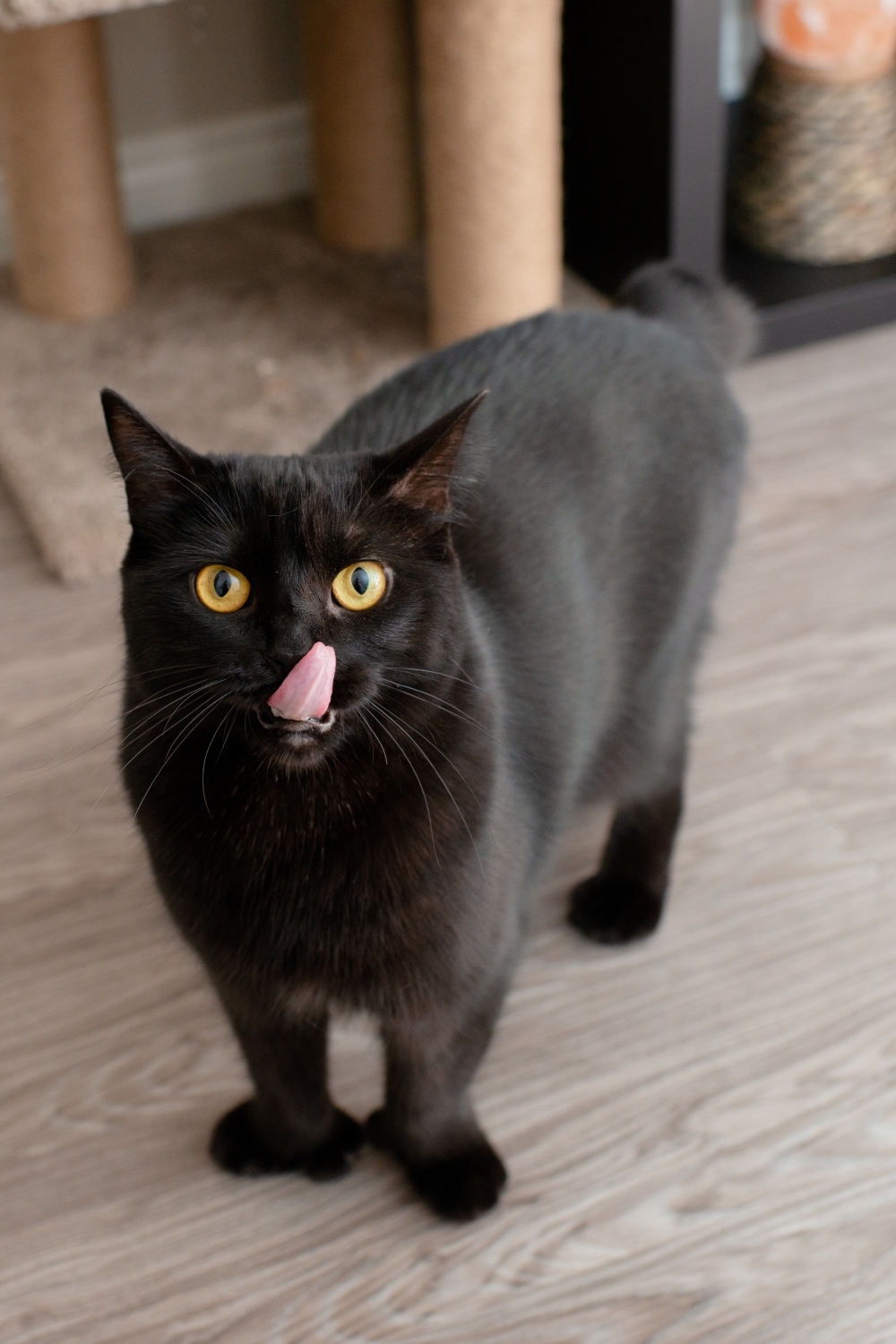 Black Polydactyl Cat