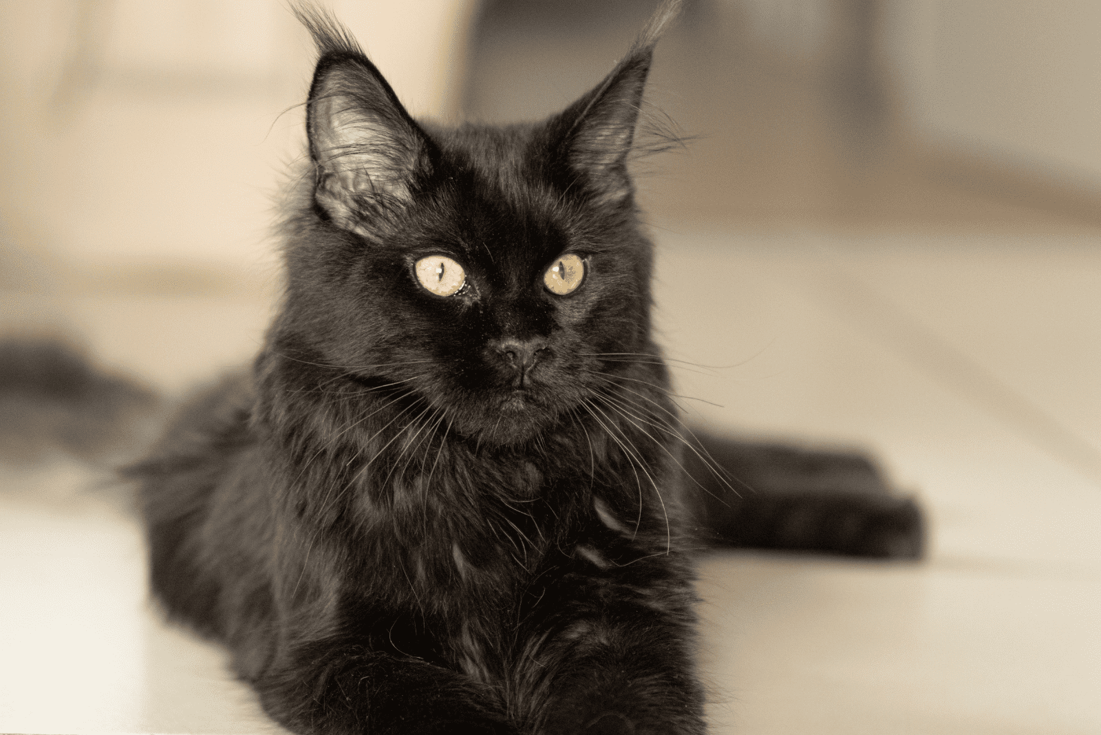 beautiful Black Smoke Maine Coons cat is lying down