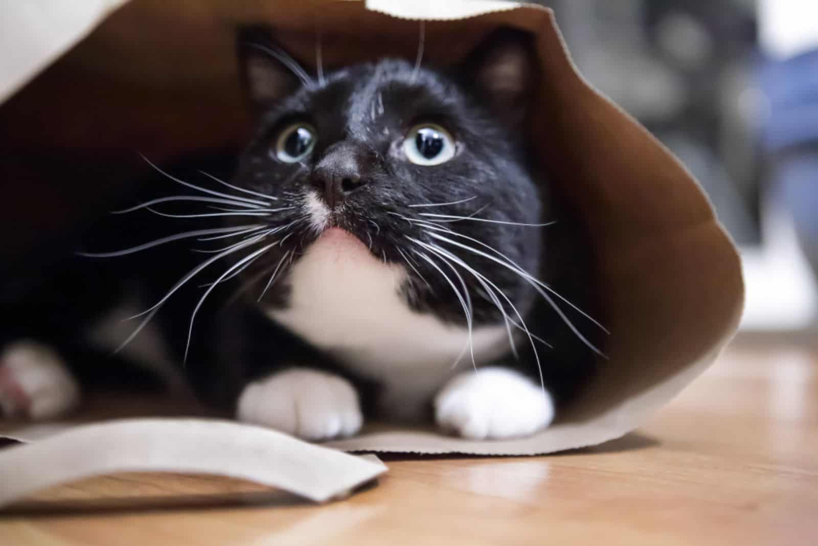 Black and white cat in a paper bag,