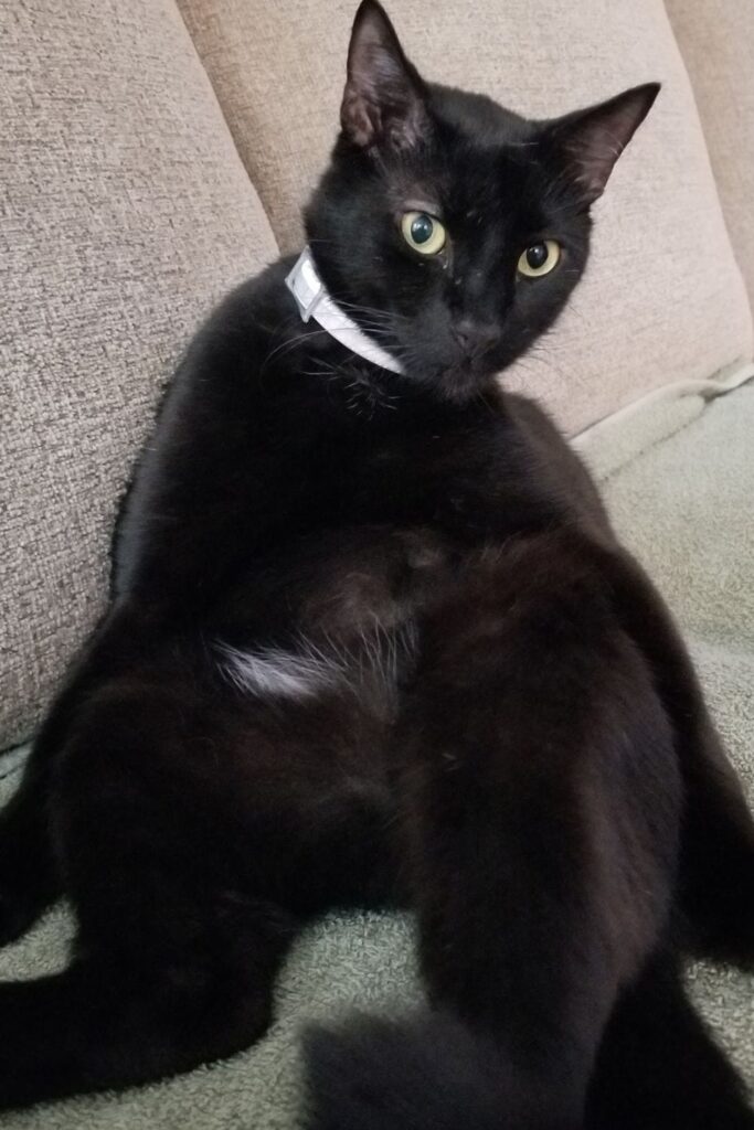 Black cat sitting like a human