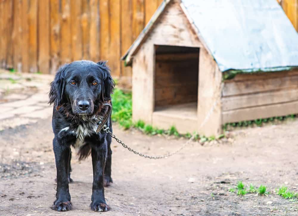 Dark Haired Dog With Heated Insulated Dog House Outdoors