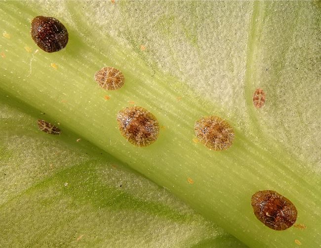 scale insects on houseplant leaf