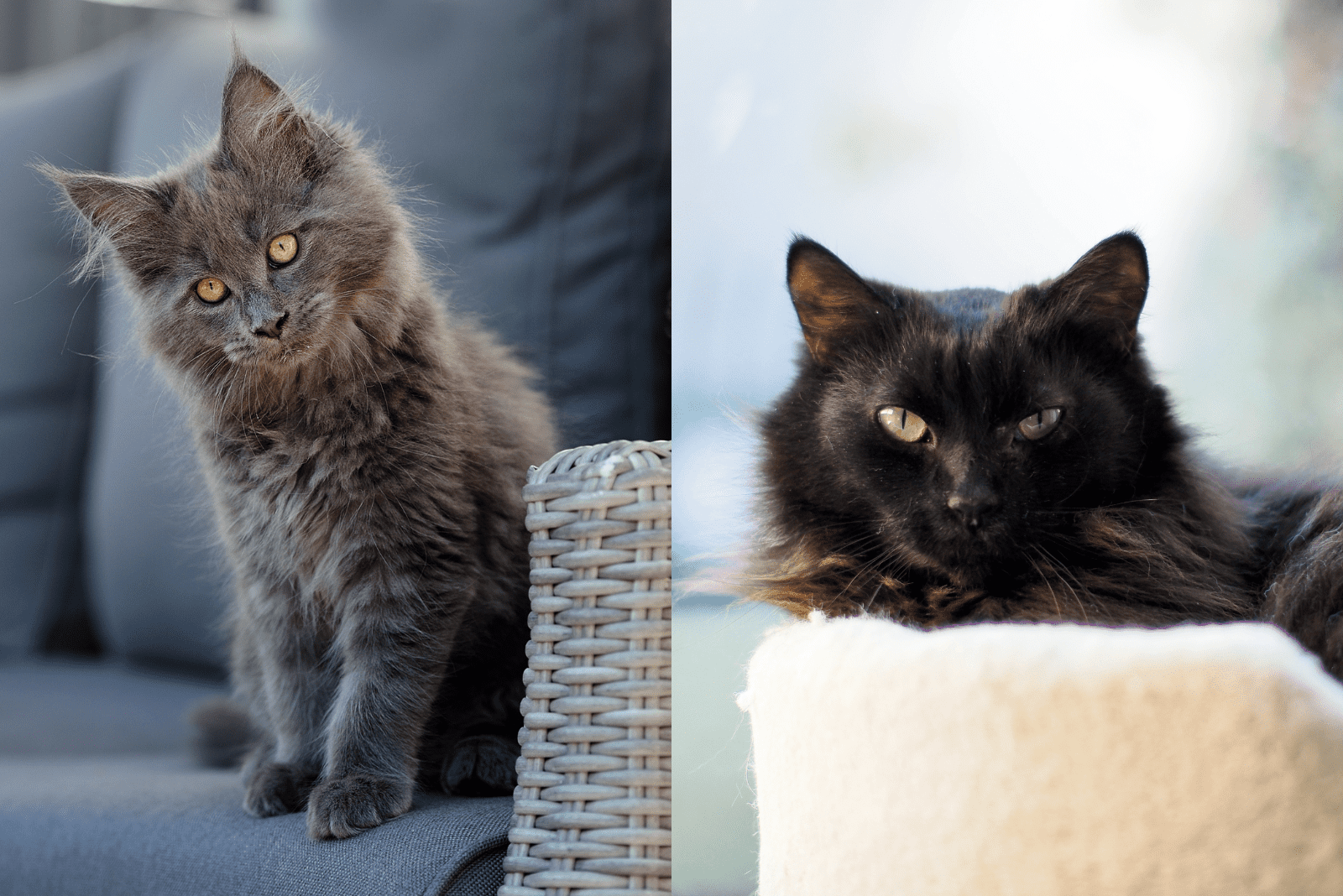 Blue And Black Smoke Maine Coons