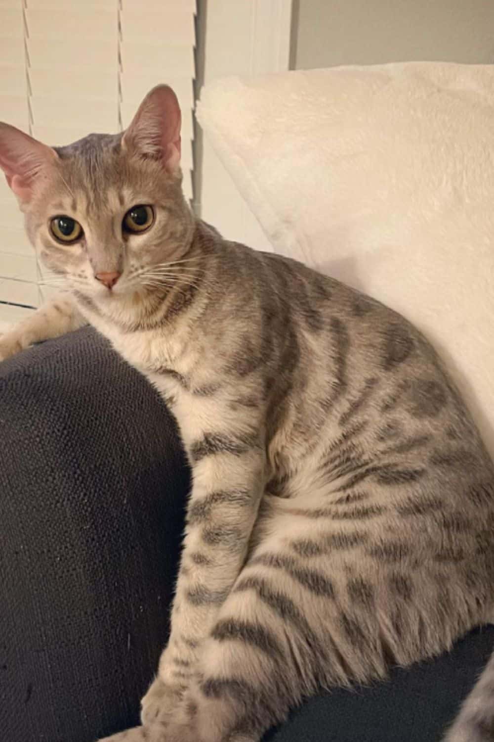 Blue Bengal cat sitting