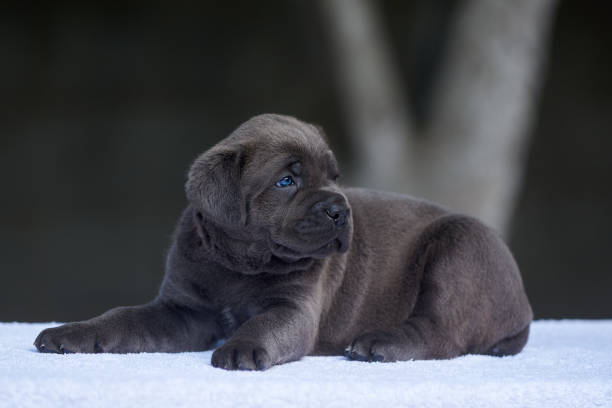 Blue Cane Corso