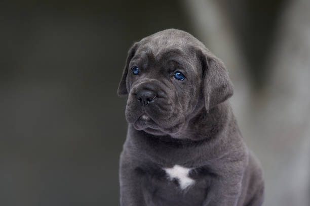 Blue Cane Corso