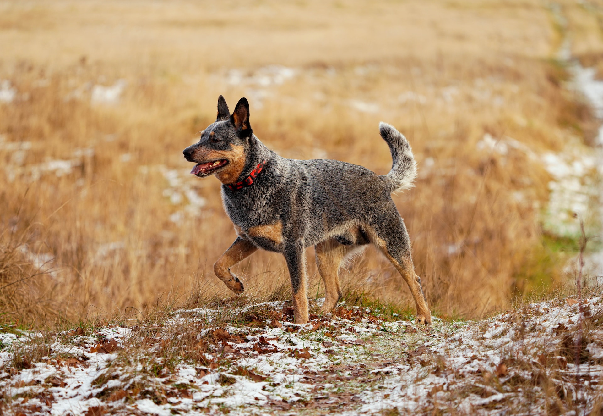 Blue Heeler standing outside