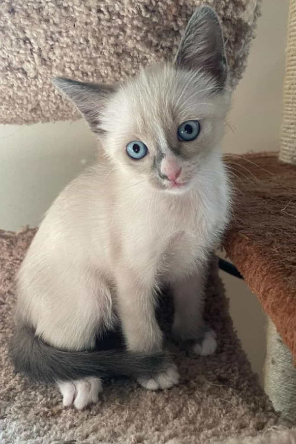 Blue Point Snowshoe cat