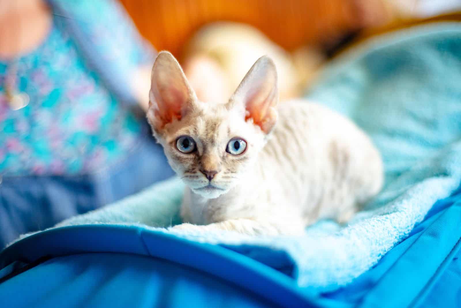 Blue eyed cat breed German Rex