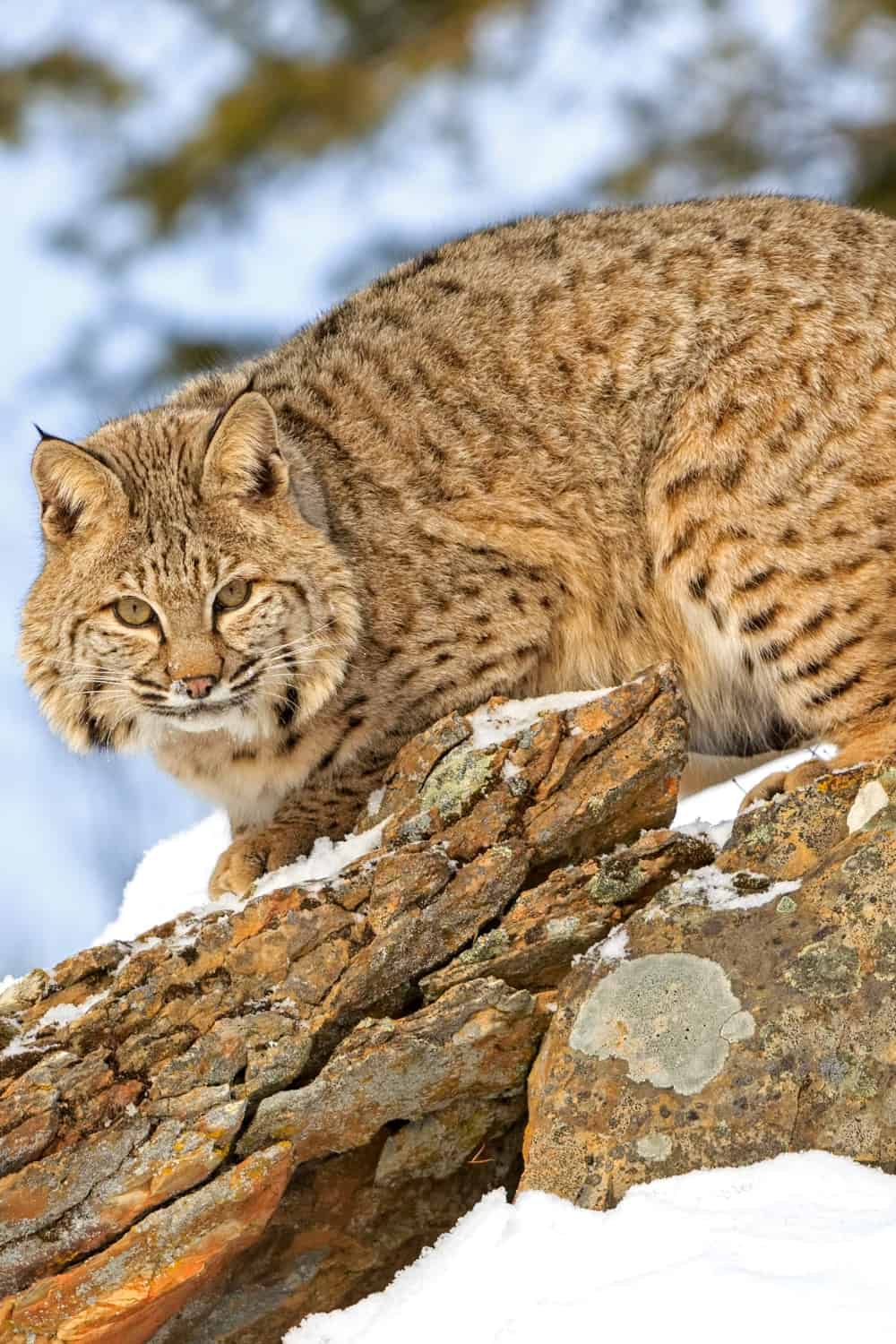 Bobcat in winter