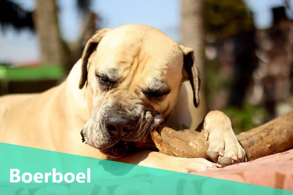 Boerboel