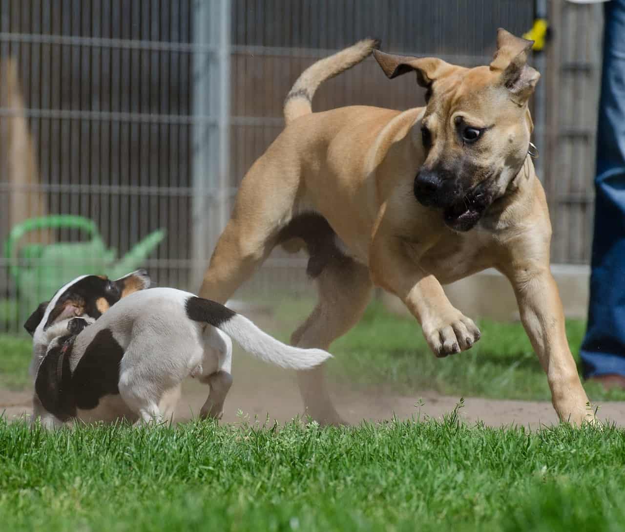 Boerboel playing with a dog