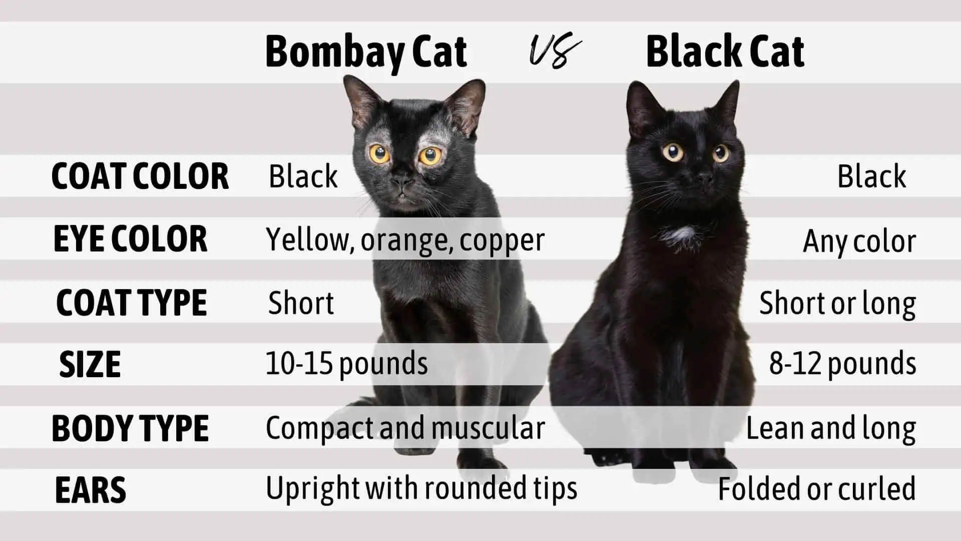 bombay cat vs black cat