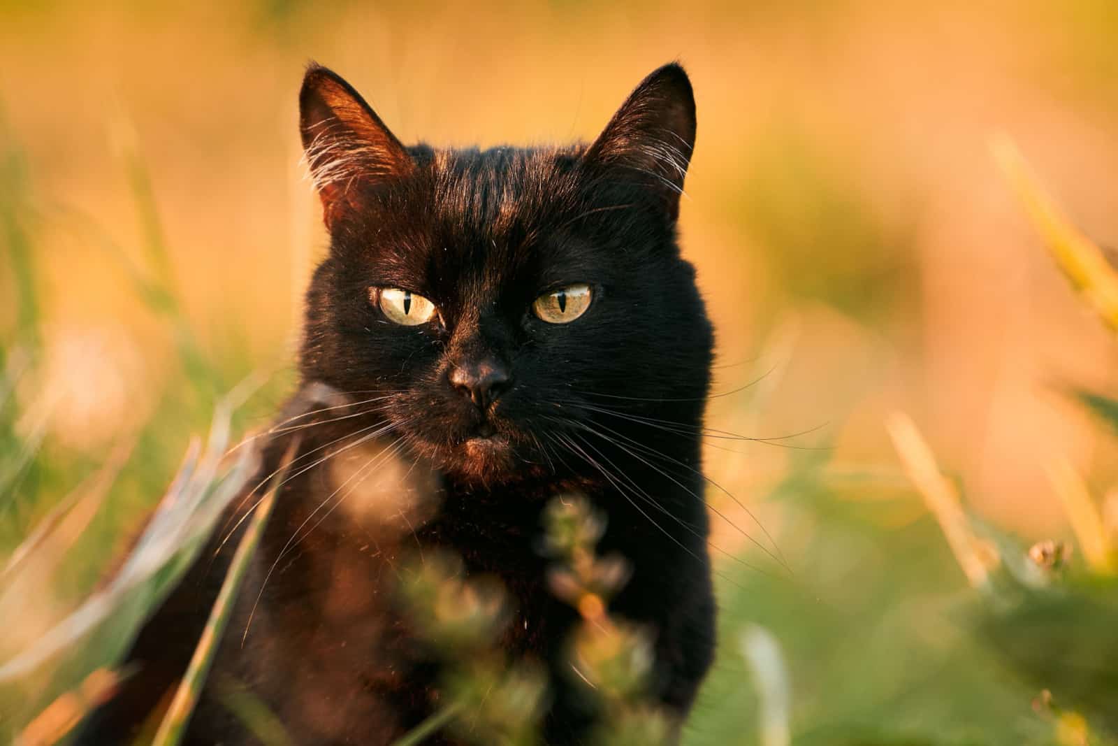 Bombay cat sits in a field of grass