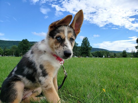 Border Collie German Shepherd Mix also known as Shollie