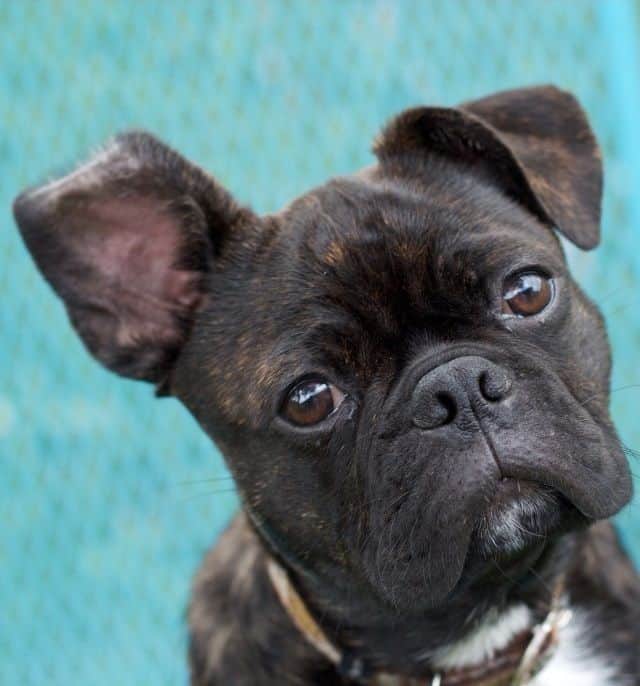 Boston Terrier Pug Mix also known as Bugg