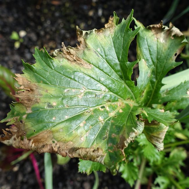 Botrytis Blight, also known as gray mold