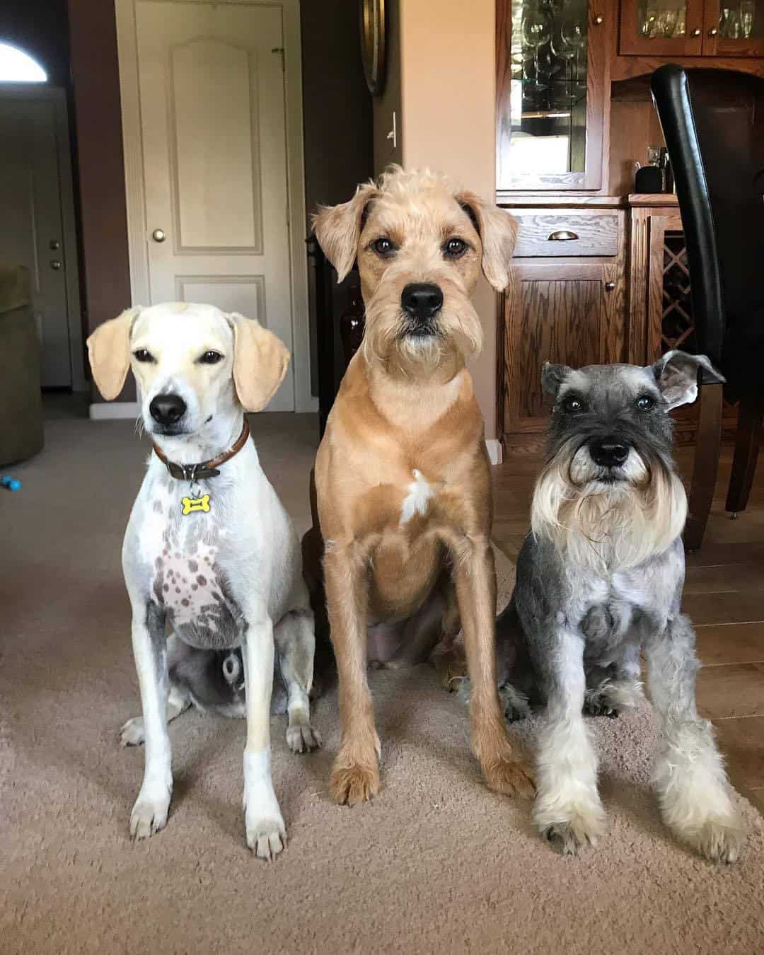 Boxerdoodle sitting with other dogs