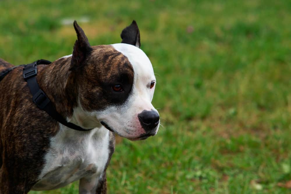 Brindle Pitbull with white markings playing outside