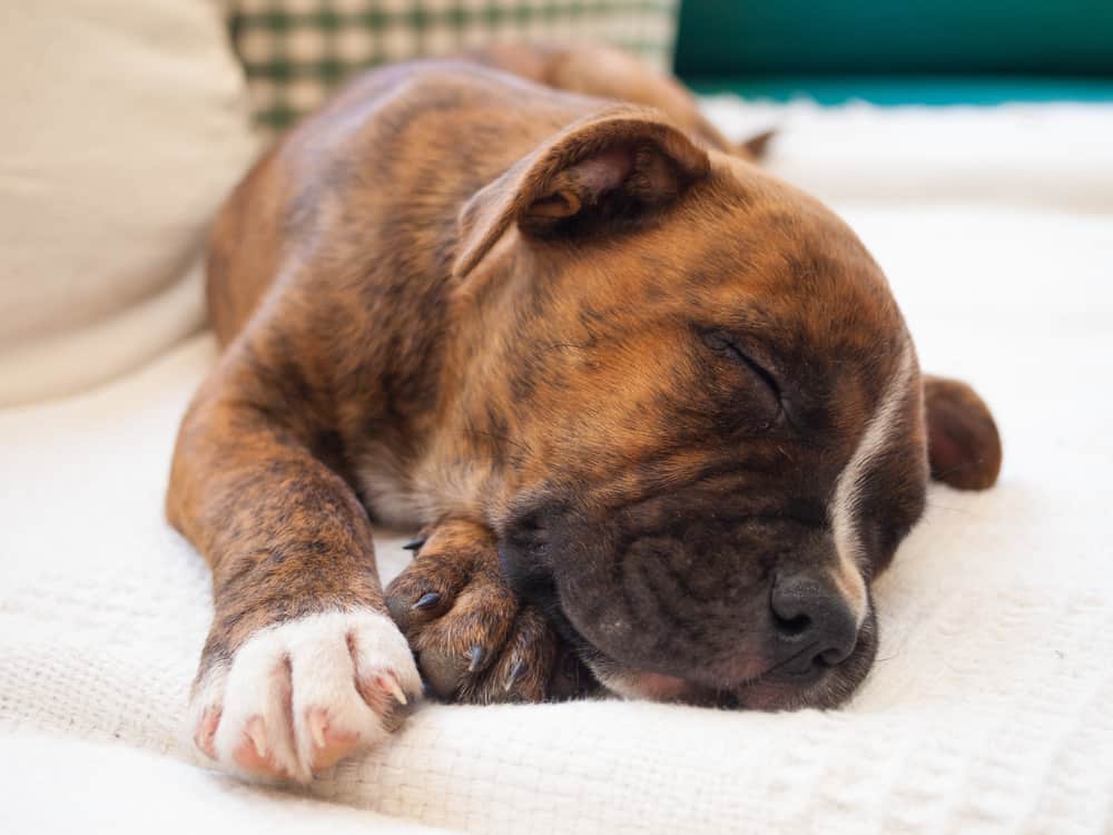 A brindle puppy pitbull sleeping