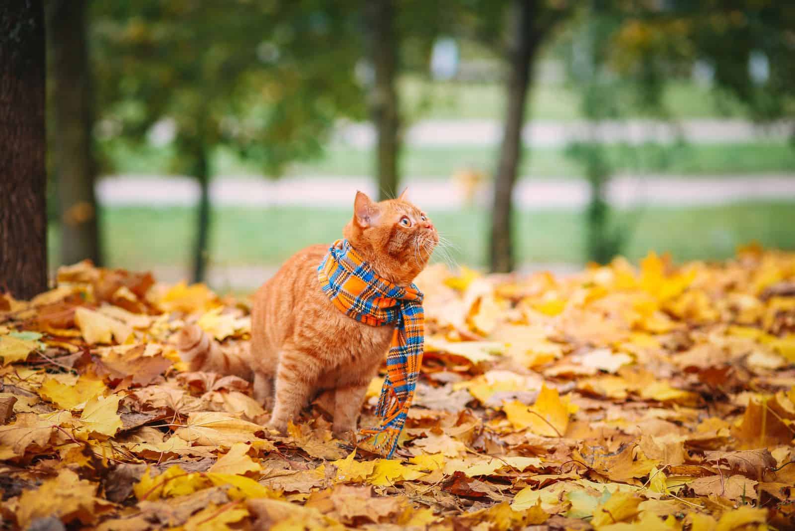 British Shorthair Cat in the autumn park