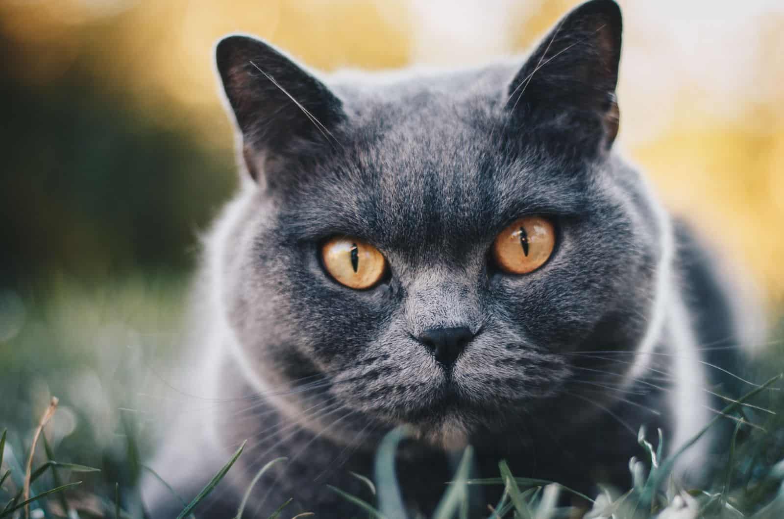 British Shorthair looking at camera