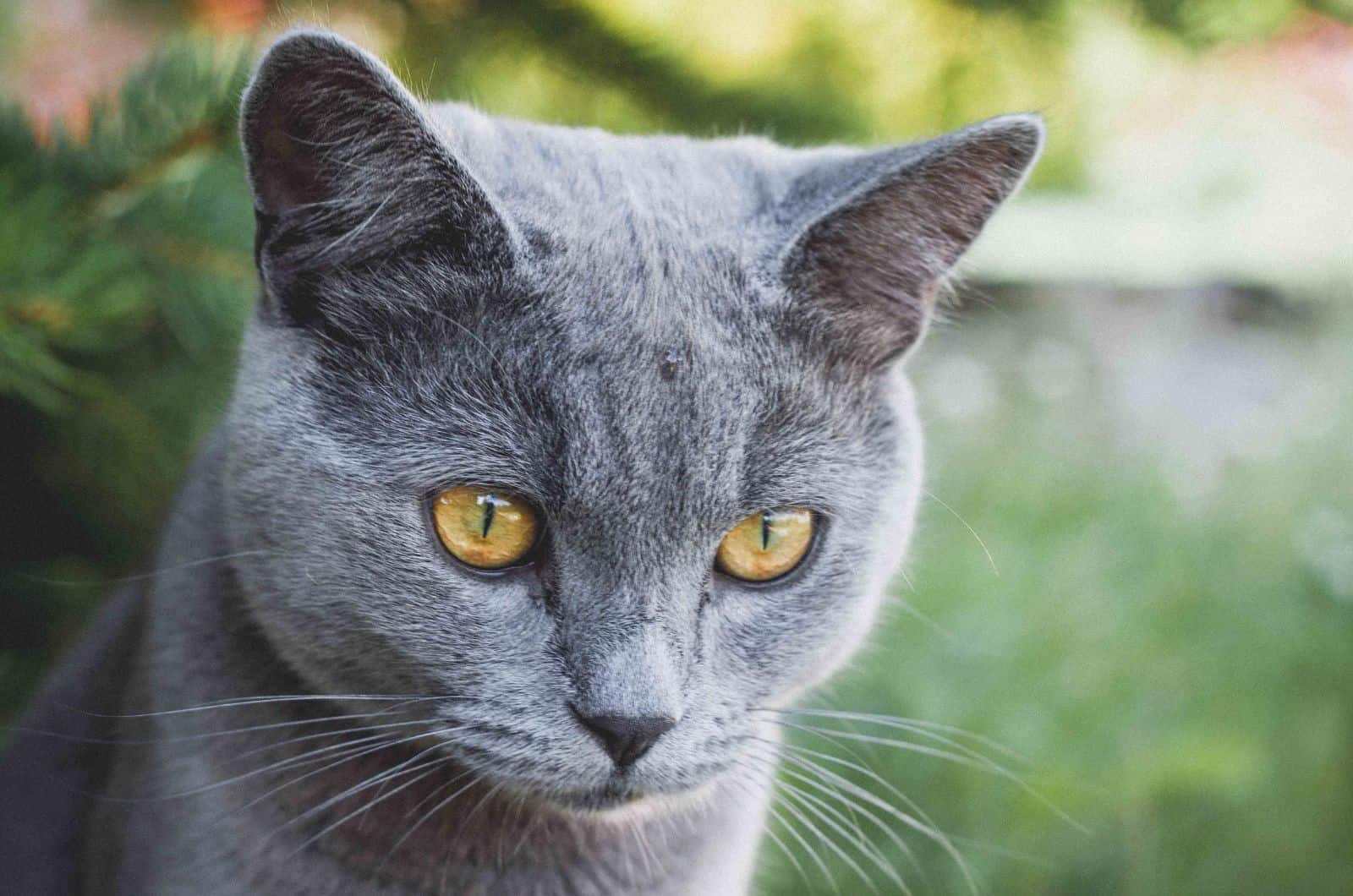 British Shorthair looking away