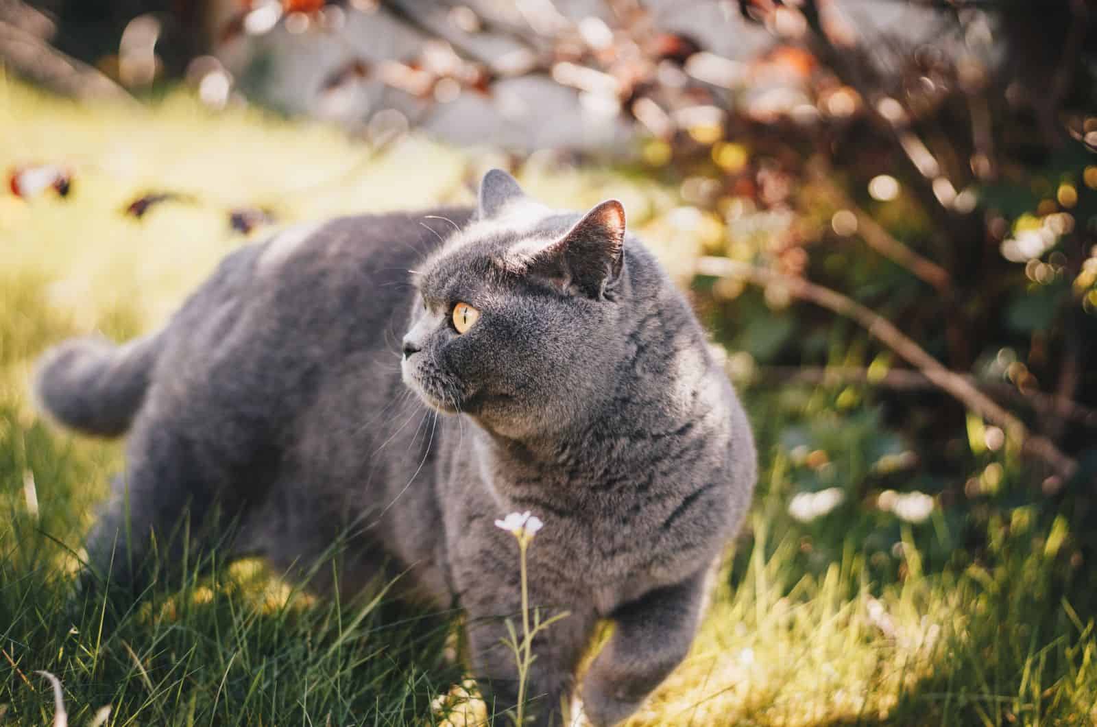 British Shorthair looking into distance