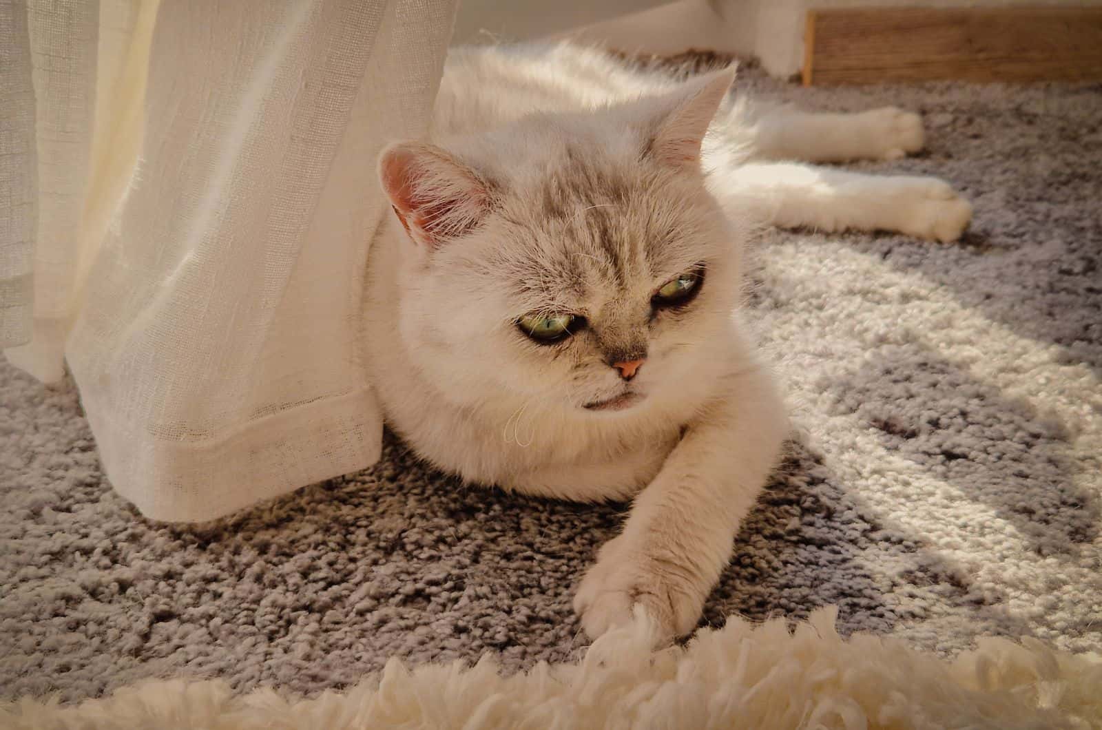 British Shorthair playing on carpet