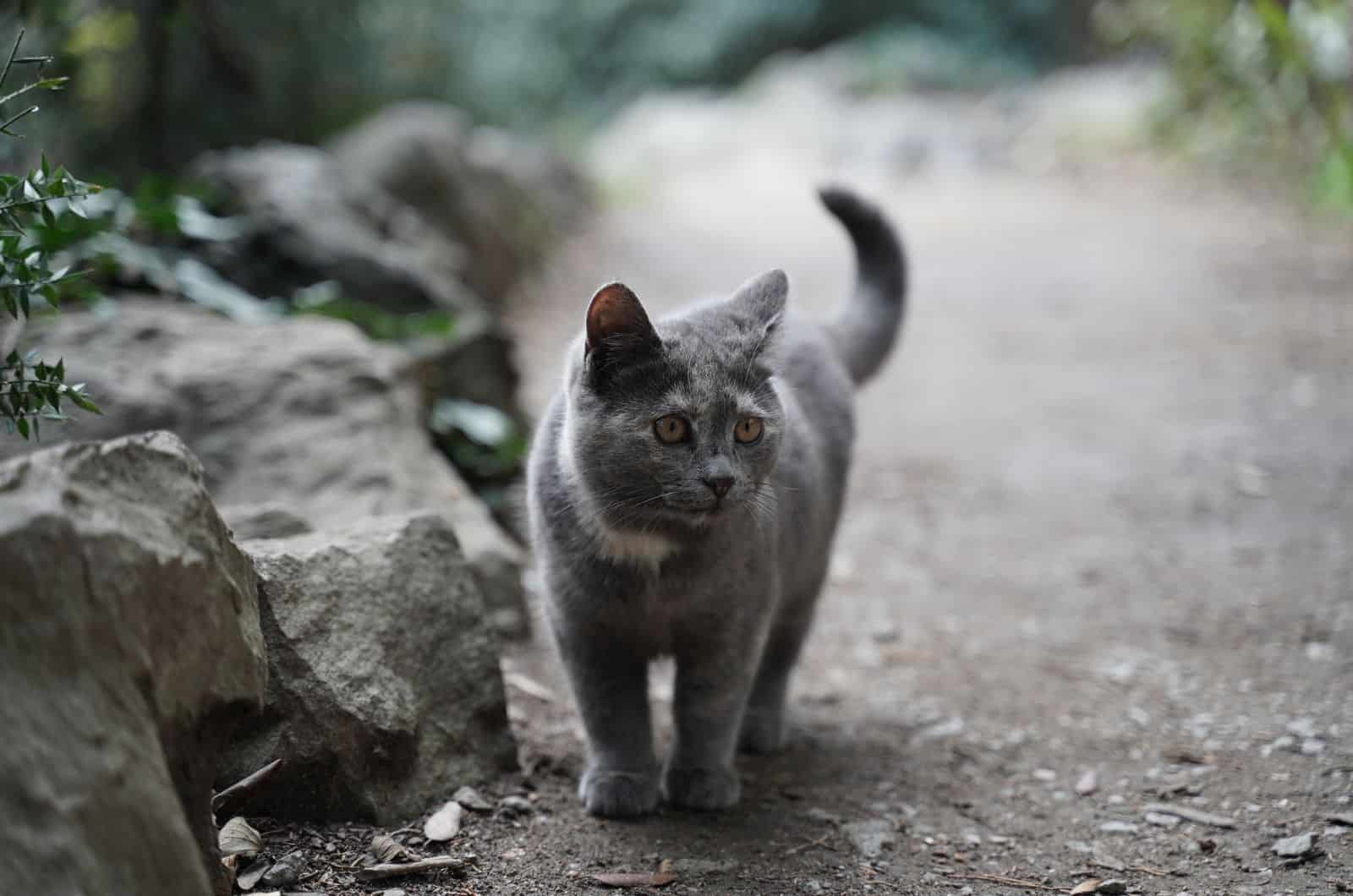 British Shorthair standing outside