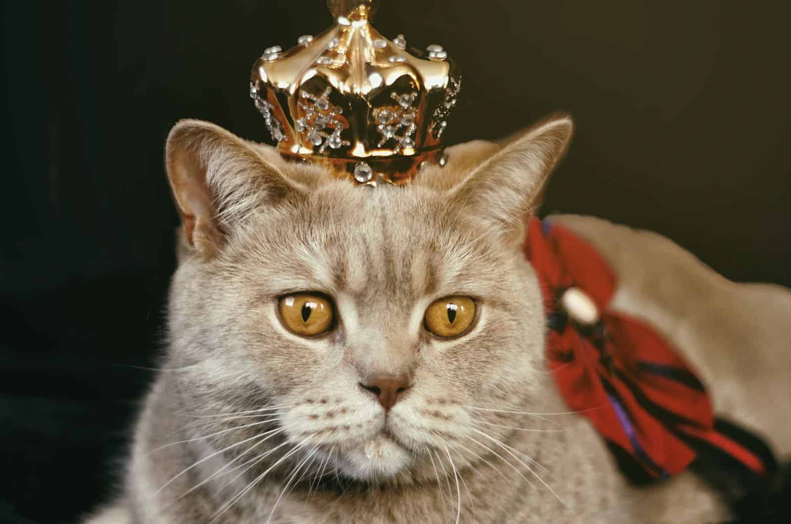 British Shorthair with crown