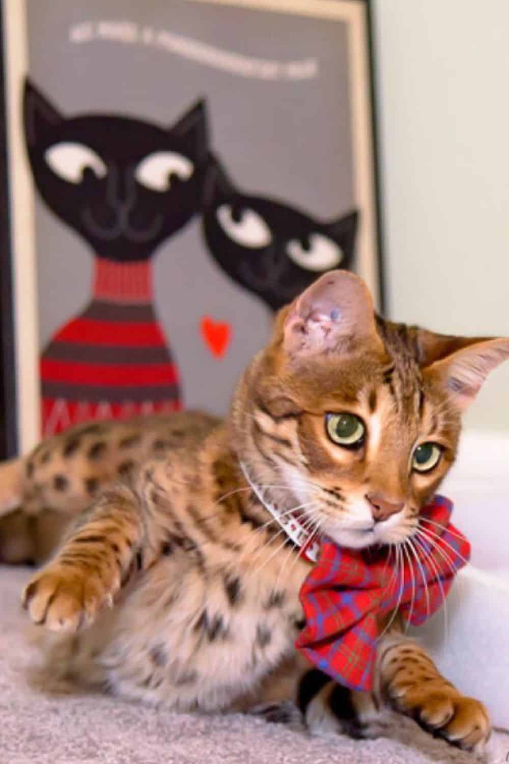 Brown Bengal cat wearing a bow