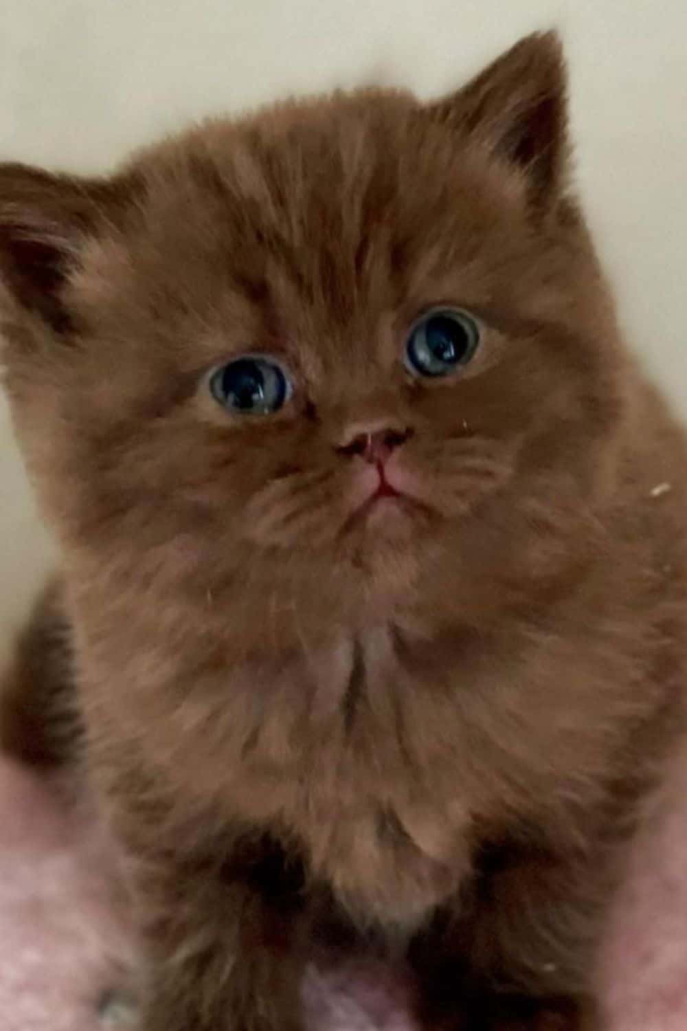 Brown British Shorthair cat with blue eyes