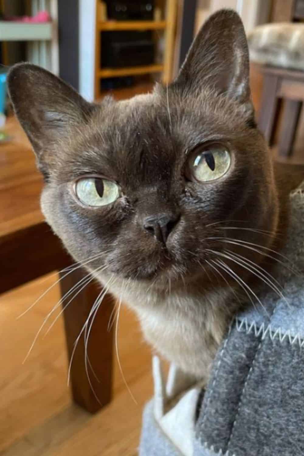 Brown Burmese cat with green eyes