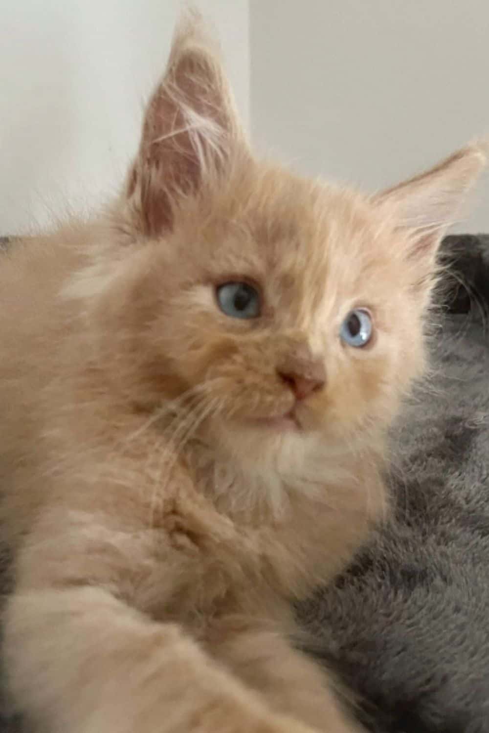 Brown Maine Coon cat with blue eyes