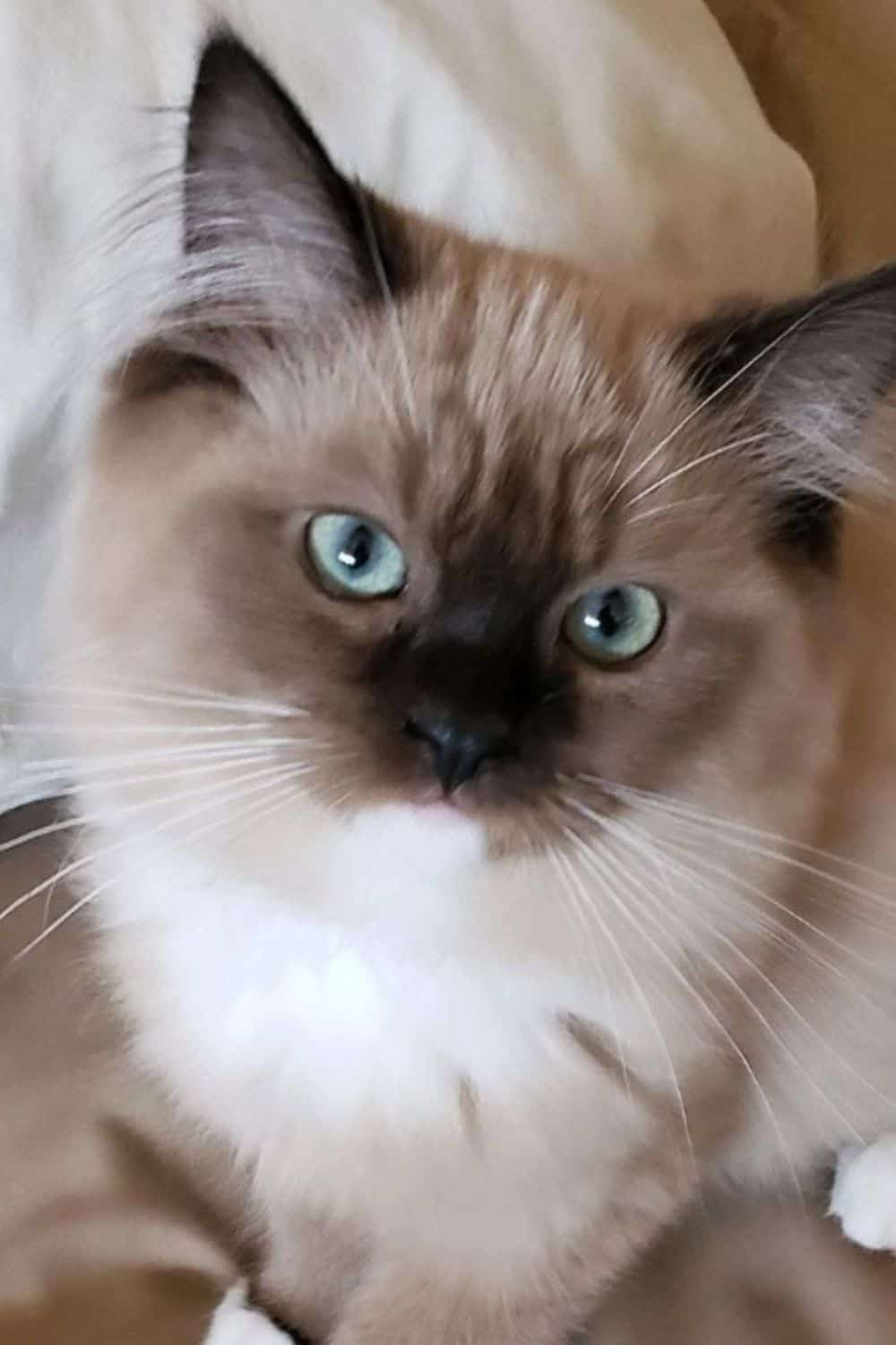 Brown Ragamuffin cat with blue eyes