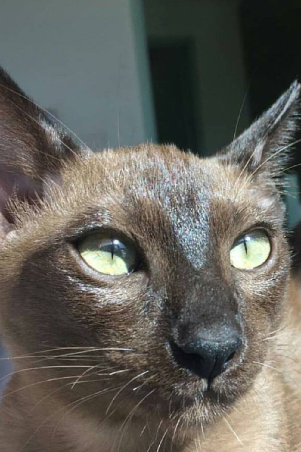 Brown Tonkinese cat with green eyes