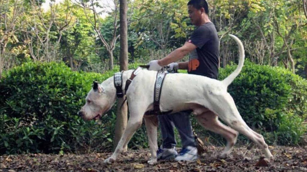 Bully Kutta