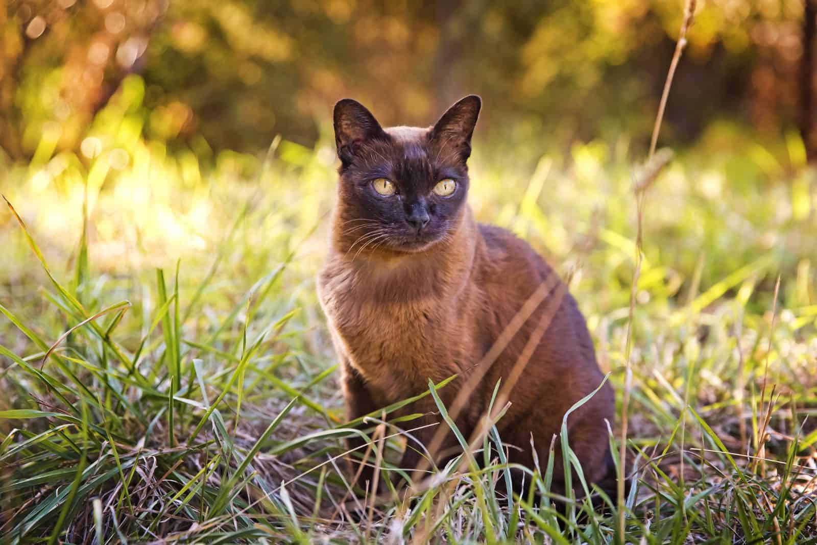 Burmese Cat